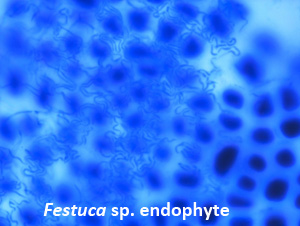 endo