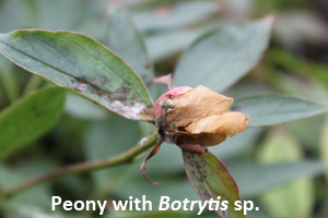 botrytis
