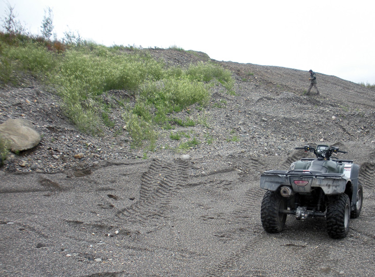 an infestation of Spotted knapweed on the Dalton Highway