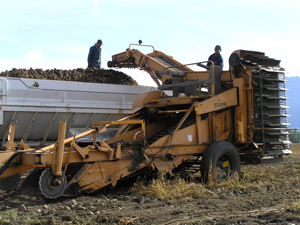 potato harvest