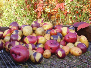 potato variety