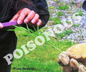 water hemlock