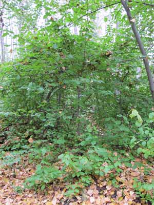 overgrown prunus