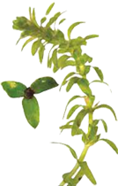 Elodea