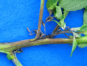 Late Blight Symptoms on Potato Stem