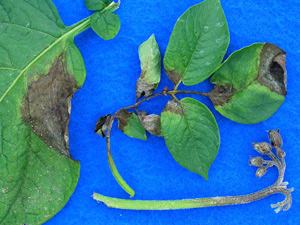 Late Blight Symptoms on Potato Plants