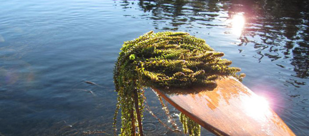 Controlling the spread of Elodea in Alaska