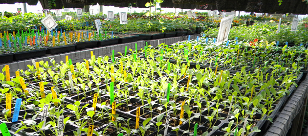 Buy Alaska Grown to get your garden started