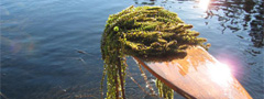 Controlling the spread of Elodea in Alaska