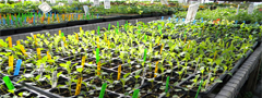 Buy Alaska Grown to get your garden started