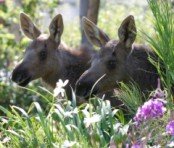 twin baby moose