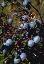 Blueberries