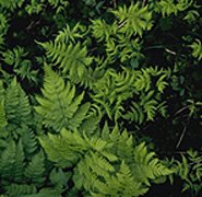 Ferns