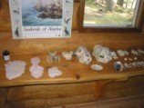 Skeleton Display