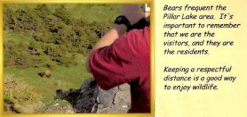 Pillar Cabin Bear