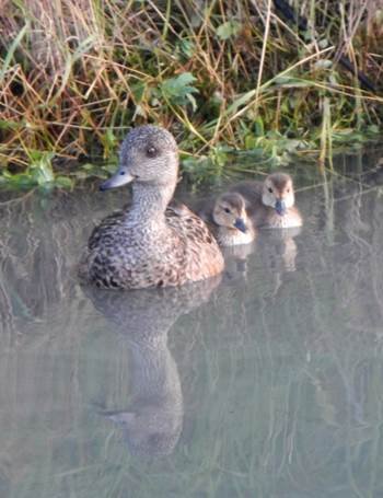 Kenai River Ducks