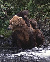 Kenai Grizzly