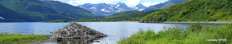 Beaver Dam on Lake Kulik