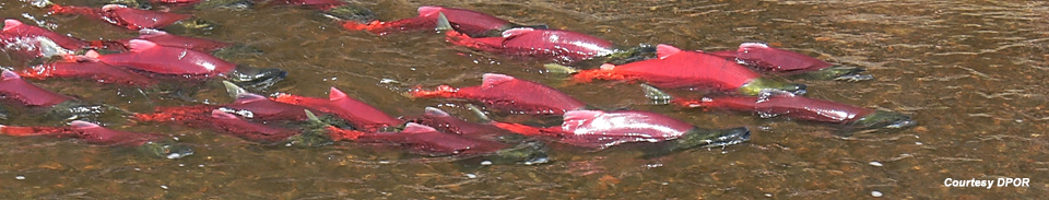 Sockeye Salmon