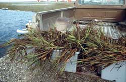 Totes of Arctophila fulva (arctic pendant grass)