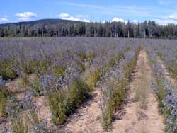 Field production of Butte Germplasm beautiful Jacob’s ladder near Fairbanks, AK.