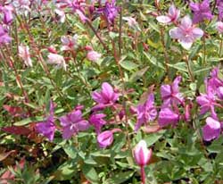 Kobuk Germplasm dwarf fireweed