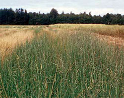 Ninilchik Germplasm nootka alkaligrass