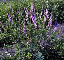 Paxson Germplasm alpine sweetvetch