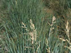 Port Clarence Germplasm largeflower speargrass