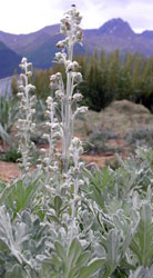 Shemya Germplasm dusty miller