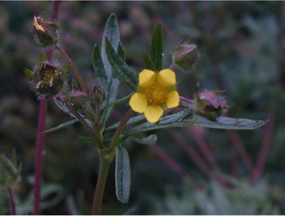 Mentasta Germplasm staghorn cinquefoil