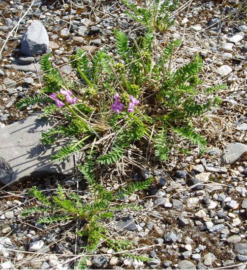 Franklin Bluffs Germplasm nodding locoweed