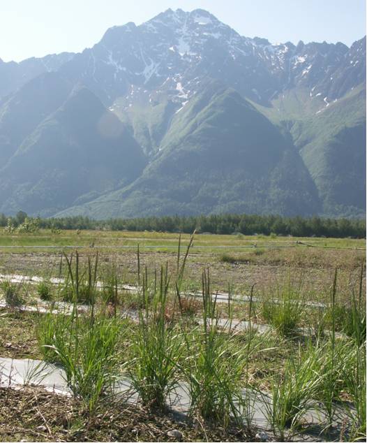 Pioneer Peak Germplasm nootka reedgrass