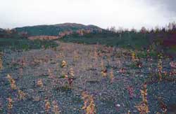 The effect of natural revegetation after two years.