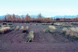 After two winters and another growing season the 1979 plot looks even more depleted in 1981.