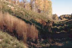 Interior Alaska Highway advanced evaluation plot.