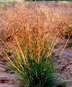 ‘Norcoast’ Bering hairgrass