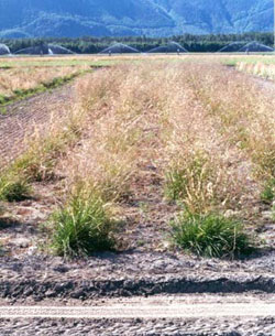 ‘Nortran’ tufted hairgrass