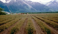 ‘Nugget’ Kentucky bluegrass