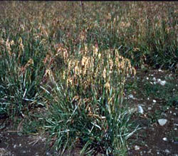 Andrew Bay Germplasm large-glume bluegrass