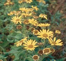 Clam Lagoon Germplasm beach fleabane