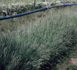 Lowell Point Germplasm meadow barley