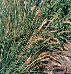 Nelchina Germplasm spike trisetum