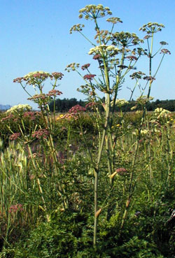 Tok Germplasm Jakutsk snow parsley