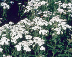 Twenty Mile Germplasm boreal yarrow