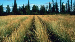 Wainwright Germplasm slender wheatgrass