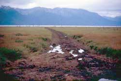 A coastal wetland site needing revegetation.