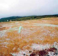 Damage to an excelsior blanket product when used in severe wind areas.