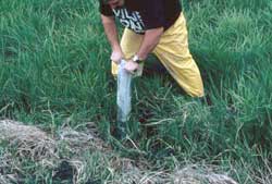 The technique of using a clam gun to extract sedges for transplanting.