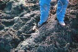 A worker demonstrates the proper drop and stomp technique for large-scale beach wildrye planting.